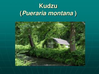 Kudzu ( Pueraria montana )