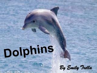 Dolphins