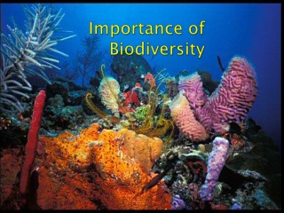 Importance of Biodiversity