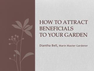 How to Attract beneficials to your garden