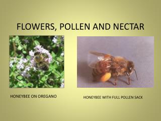 FLOWERS, POLLEN AND NECTAR