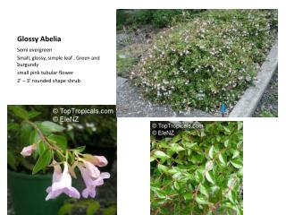 Glossy Abelia