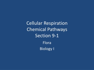 Cellular Respiration Chemical Pathways Section 9-1