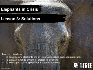 Elephants in Crisis