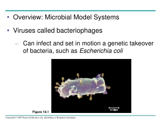 Overview: Microbial Model Systems Viruses called bacteriophages