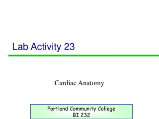 Lab Activity 23