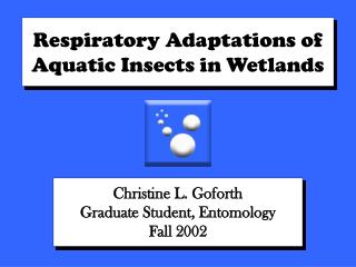 Respiratory Adaptations of Aquatic Insects in Wetlands
