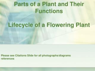Parts of a Plant and Their Functions Lifecycle of a Flowering Plant