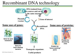 Ppt Recombinant Dna Technology Powerpoint Presentation Free Download Id 1605369