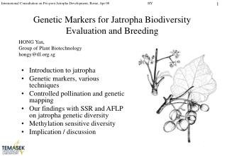 Genetic Markers for Jatropha Biodiversity Evaluation and Breeding