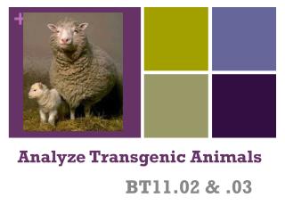 Analyze Transgenic Animals