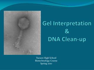 Gel Interpretation & DNA Clean-up