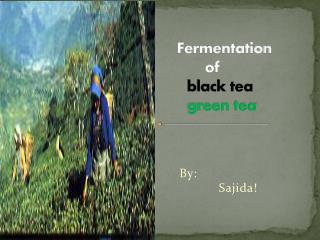 Fermentation of black tea green tea
