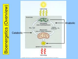 Bioenergetics (Overview)
