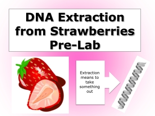 DNA Extraction from Strawberries Pre-Lab