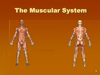 The Muscular System