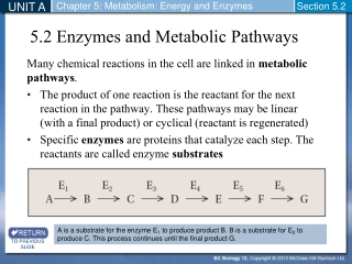 5.2 Enzymes and Metabolic Pathways