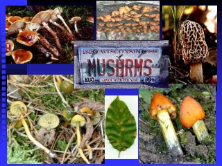 Mushrooms – “ Club Like ” Fungi or Basidiomycete Fungi