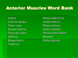 Anterior Muscles Word Bank