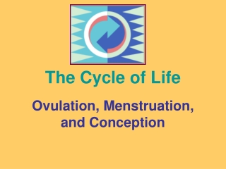 Ovulation, Menstruation, and Conception