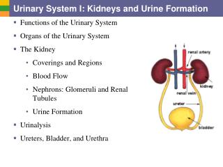 PPT - Urinary System I: Kidneys and Urine Formation PowerPoint ...