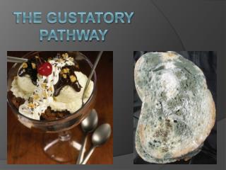 The gustatory pathway
