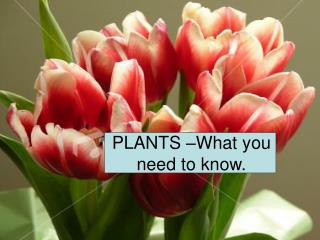 PLANTS –What you need to know.