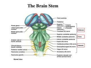 PPT - BRAIN STEM EXTERNAL FEATURES PowerPoint Presentation - ID:3058408