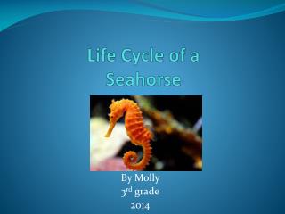 PPT - Life Cycle of a Seahorse PowerPoint Presentation, free download