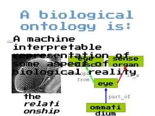 A biological ontology is:
