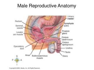 Male Reproductive Anatomy