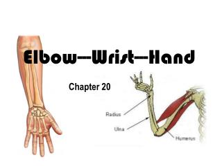 PPT - Upper limb Muscles of Arm, cubital fossa, and elbow joint