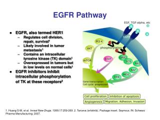 EGFR Pathway