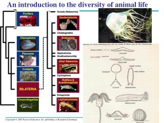 An introduction to the diversity of animal life