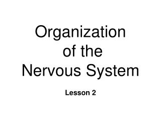 Organization of the Nervous System