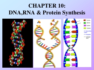 CHAPTER 10: DNA,RNA & Protein Synthesis