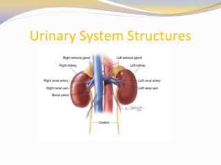 Urinary System Structures