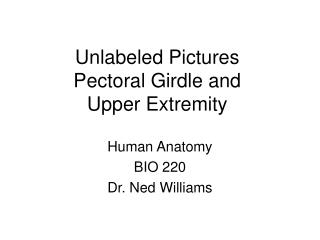 Unlabeled Pictures Pectoral Girdle and Upper Extremity