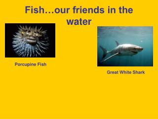 Fish…our friends in the water
