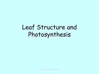 Leaf Structure and Photosynthesis