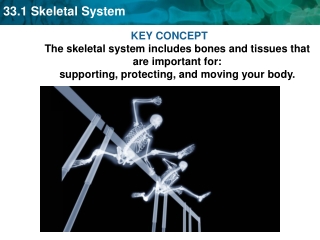 Label the skeleton: