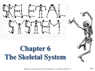 Chapter 6 The Skeletal System