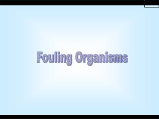 Fouling Organisms