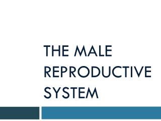 THE MALE REPRODUCTIVE SYSTEM