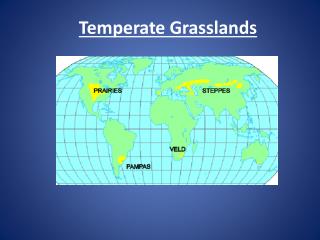 PPT - Temperate Grasslands PowerPoint Presentation - ID:1357942