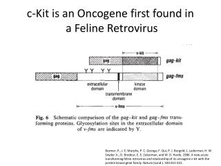 c-Kit is an Oncogene first found in a Feline Retrovirus