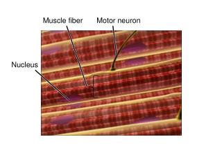 Muscle fiber