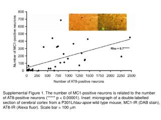 Supplemental Figure 1. The number of MC1-positive neurons is related to the number