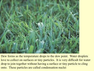 Black Frost is really the absence of any frost or frozen dew. Night time temperatures below freezing but with no visibl