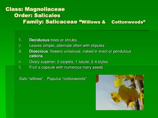 Class: Magnoliaceae Order: Salicales Family: Salicaceae “ Willows & Cottonwoods”